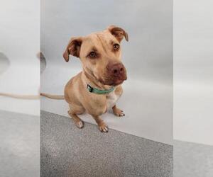 Labrador Retriever-Unknown Mix Dogs for adoption in Fort Collins, CO, USA