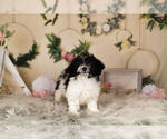 Small Photo #9 Zuchon Puppy For Sale in WARSAW, IN, USA