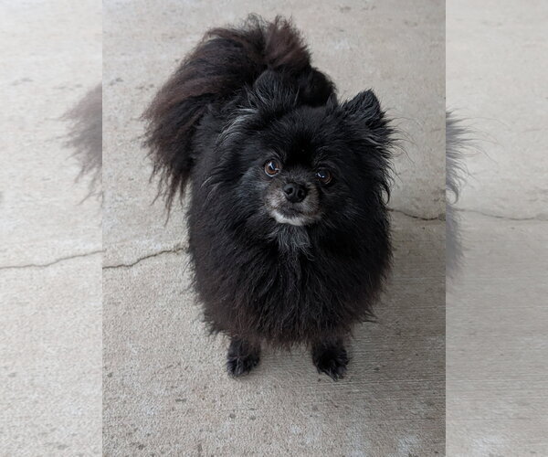 Medium Photo #1 Pomeranian-Unknown Mix Puppy For Sale in Oakhurst, NJ, USA