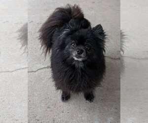 Pomeranian-Unknown Mix Dogs for adoption in Oakhurst, NJ, USA