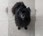 Small Pomeranian Mix