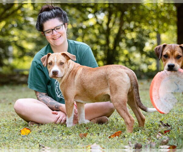 Medium Photo #3 Boxer-Unknown Mix Puppy For Sale in Unionville, PA, USA