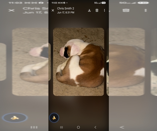 Medium Photo #14 American Bulldog Puppy For Sale in INDEPENDENCE, MO, USA
