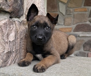 Belgian Malinois Puppy for sale in HOWELL, MI, USA