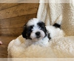 Small Photo #2 Maltipoo Puppy For Sale in LITHIA, FL, USA