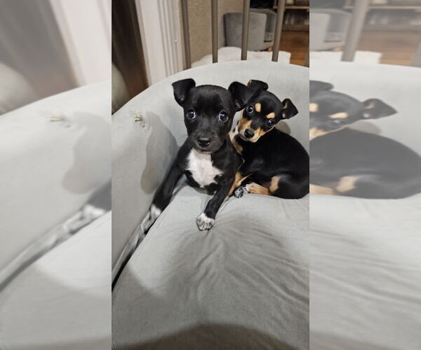 Medium Photo #4 Rat-a-pap Puppy For Sale in Springdale, PA, USA