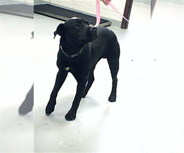 Medium Photo #1 Labrador Retriever Puppy For Sale in Fayetteville, NC, USA