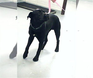 Labrador Retriever Dogs for adoption in Fayetteville, NC, USA