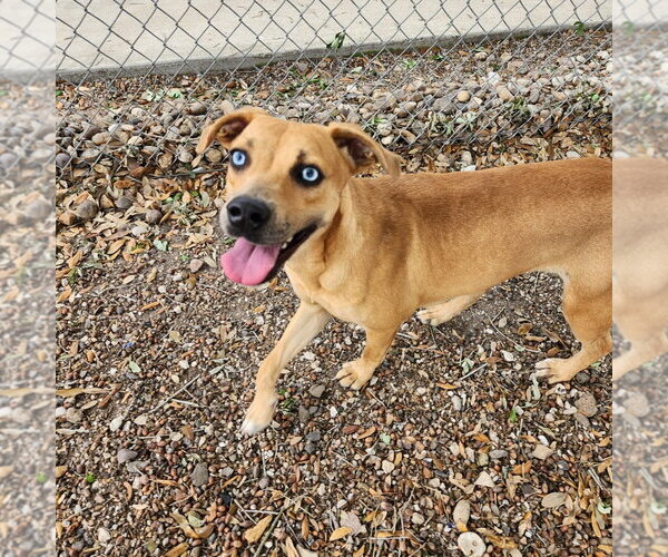 Medium Photo #3 Mountain Cur-Unknown Mix Puppy For Sale in Rockaway, NJ, USA