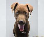 Small #2 Labrador Retriever Mix