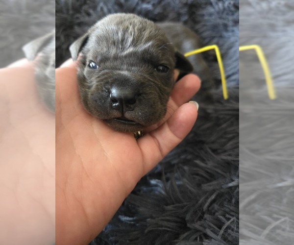 Medium Photo #1 Cane Corso Puppy For Sale in HENRY, VA, USA