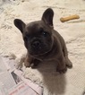 Small Photo #1 French Bulldog Puppy For Sale in MEEKER, OK, USA