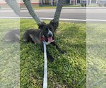 Small #1 Mountain Cur Mix