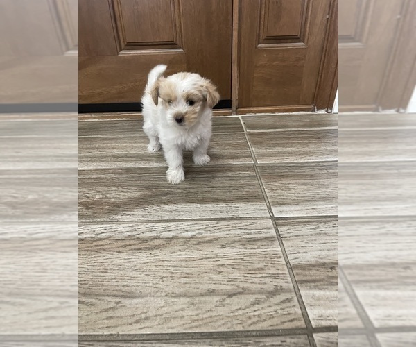 Medium Photo #24 Maltipoo Puppy For Sale in APPLE VALLEY, CA, USA