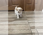 Small #23 Maltipoo
