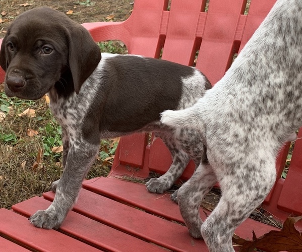 Medium Photo #2 German Shorthaired Pointer Puppy For Sale in FOSTER, RI, USA