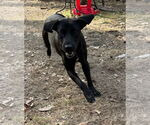 Small #1 Labrador Retriever Mix