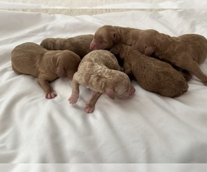 Goldendoodle (Miniature) Puppy for sale in N HIGHLANDS, CA, USA