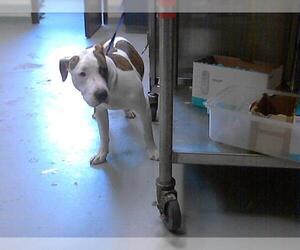 American Pit Bull Terrier Dogs for adoption in Fayetteville, NC, USA