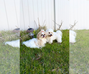 Father of the Zuchon puppies born on 06/13/2026