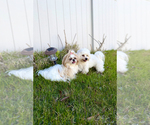 Small Photo #1 Zuchon Puppy For Sale in CLERMONT, FL, USA