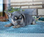 Small #1 French Bulldog