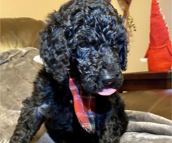 Medium Photo #4 Goldendoodle Puppy For Sale in HUNTINGTON, WV, USA