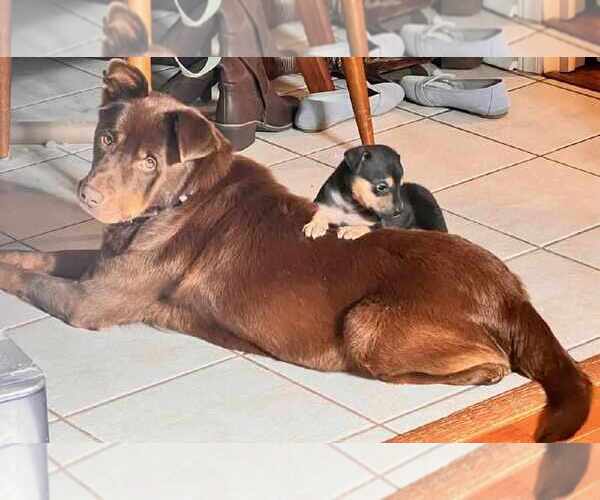 Medium Photo #2 Labrador Retriever-Unknown Mix Puppy For Sale in Holly Springs, NC, USA