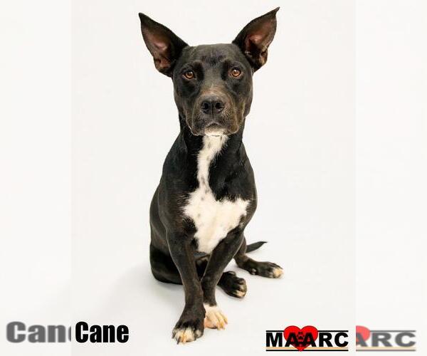 Medium Photo #5 Australian Kelpie-Basset Hound Mix Puppy For Sale in Maryville, TN, USA