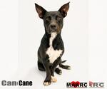 Small #4 Australian Kelpie-Basset Hound Mix