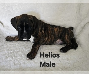 Boxer Puppy for sale in HILLSBORO, MO, USA