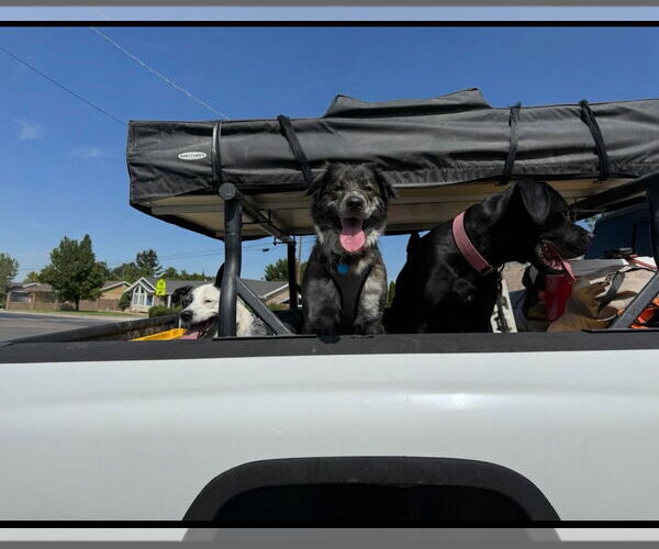 Medium Photo #6 Great Pyrenees Puppy For Sale in Bountiful, UT, USA
