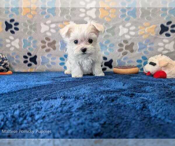 Medium Photo #5 Maltese Puppy For Sale in OCALA, FL, USA