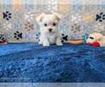 Small #4 Maltese