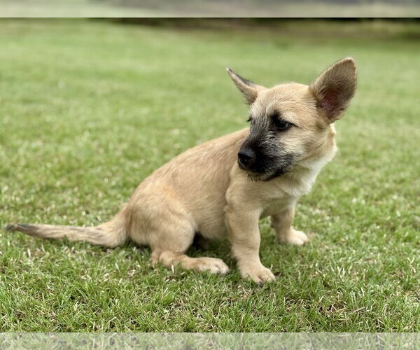 Medium Photo #3 Mutt Puppy For Sale in PIPE CREEK, TX, USA