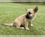 Small #2 Mutt