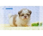 Small #3 Shih Tzu