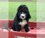 Small Photo #37 Bernedoodle Puppy For Sale in BOWLING GREEN, KY, USA