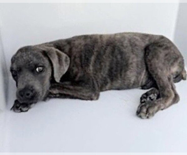 Medium Photo #1 Mutt Puppy For Sale in Houston, TX, USA