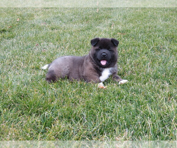 Medium Photo #3 Akita Puppy For Sale in MOUNT SOLON, VA, USA
