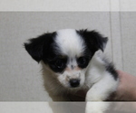 Small Photo #3 Australian Shepherd-Poodle (Toy) Mix Puppy For Sale in SPENCER, TN, USA