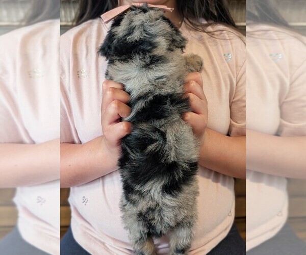 Medium Photo #6 Bernedoodle-Golden Mountain Dog Mix Puppy For Sale in DAVIS, CA, USA