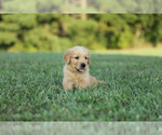 Puppy Zack Golden Retriever