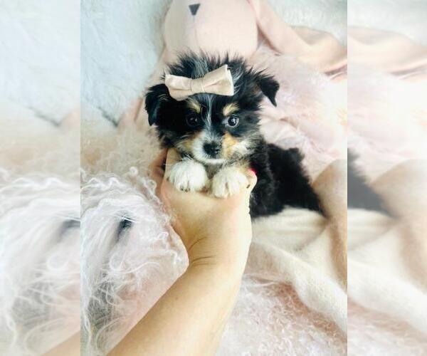 Medium Photo #1 Yorkshire Terrier Puppy For Sale in PEMBROKE PINES, FL, USA