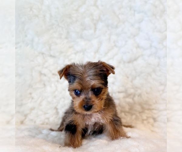 Medium Photo #3 Yorkshire Terrier Puppy For Sale in REDLANDS, CA, USA