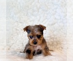 Small #2 Yorkshire Terrier