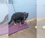 Small #1 German Shepherd Dog