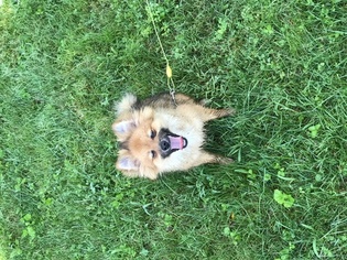 Pomeranian Puppy for sale in SELINSGROVE, PA, USA