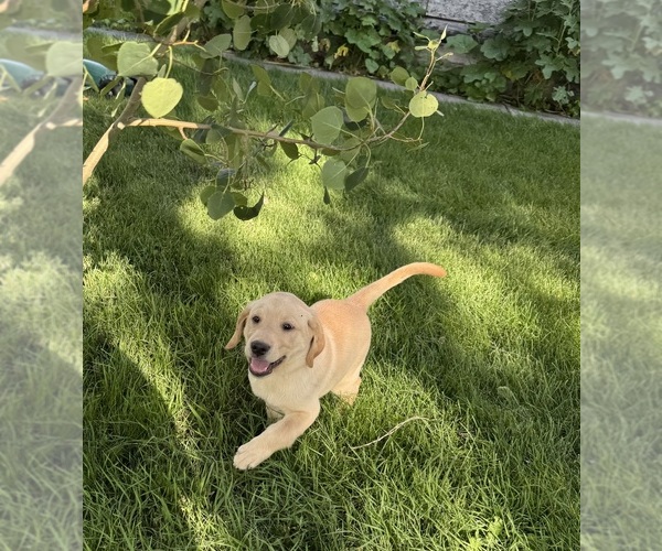 Medium Photo #1 Labrador Retriever Puppy For Sale in MONTE VISTA, CO, USA