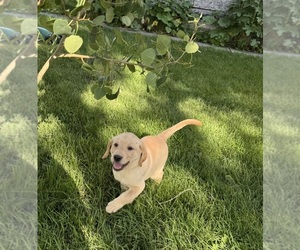 Labrador Retriever Litter for sale in MONTE VISTA, CO, USA